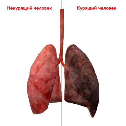 lungs.jpg lungs.jpg