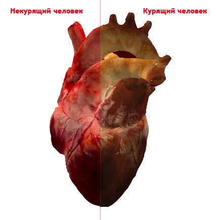 heart.jpg heart.jpg