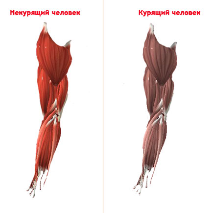 mus.jpg mus.jpg